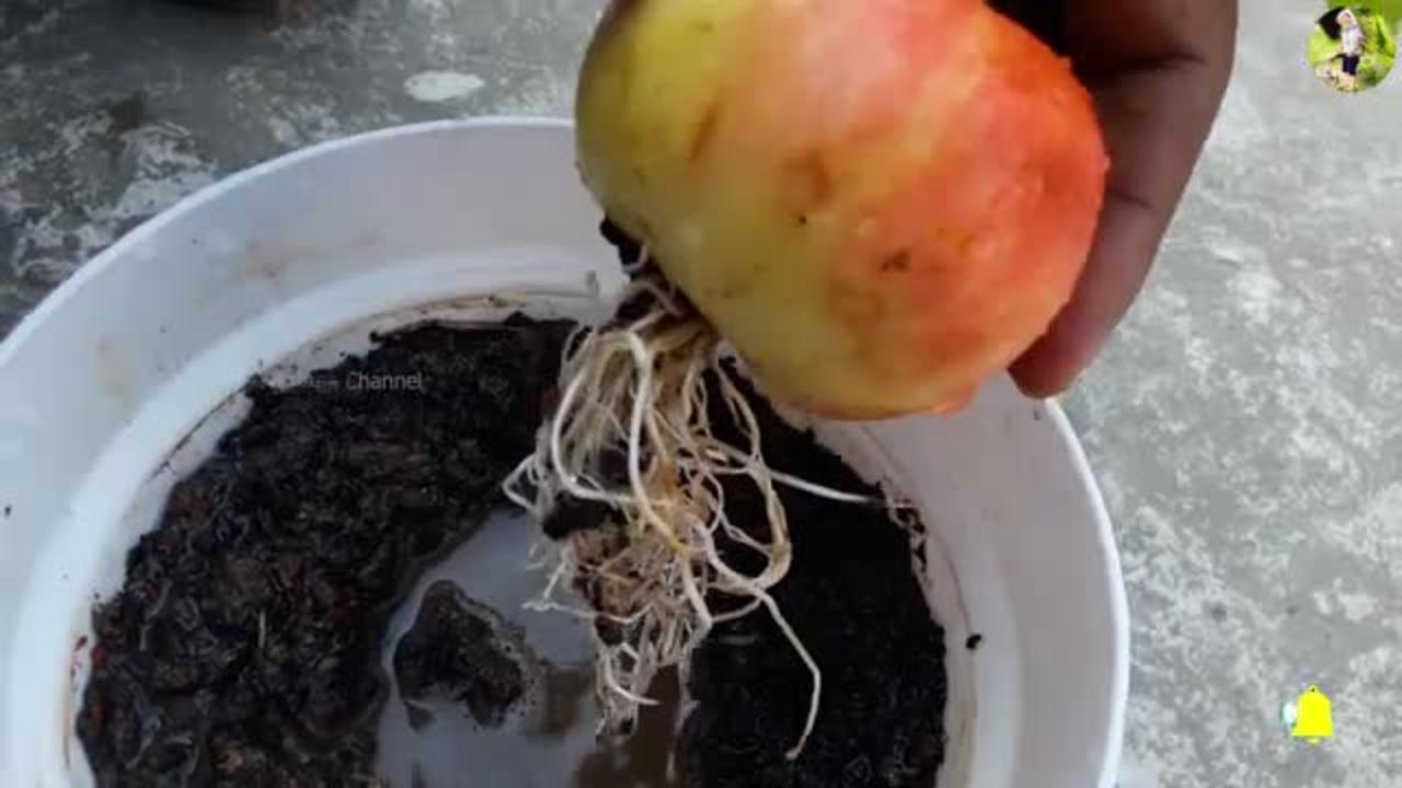 Grow apple tree from apple🍎🍎🍎