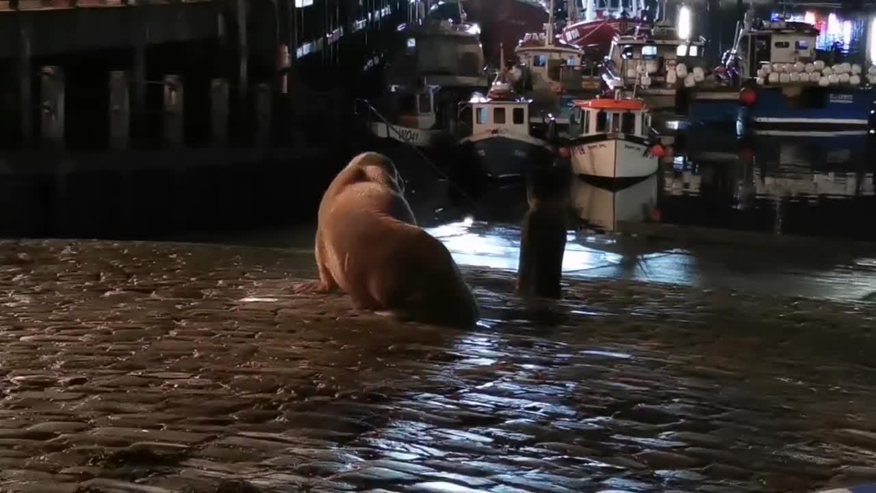 THOR LOSER: Walrus Leaves UK For Colder Waters