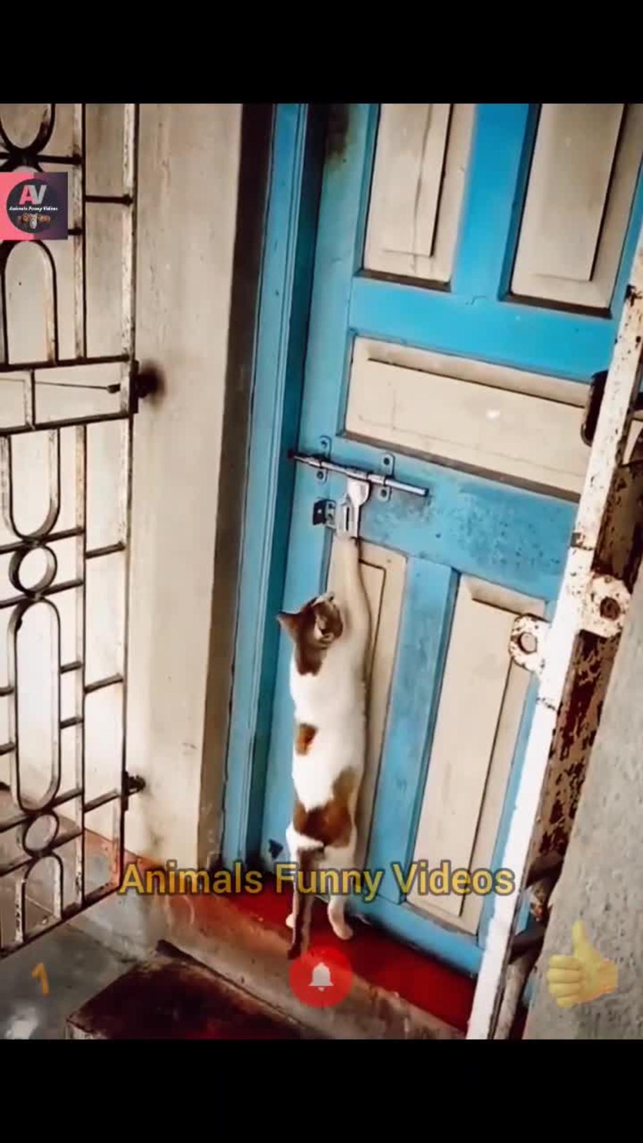 Funny cat knocking on door funny animals One News Page VIDEO