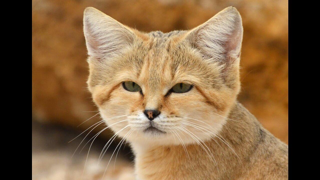 FUN FACTS ABOUT SAND CATS visual data 4