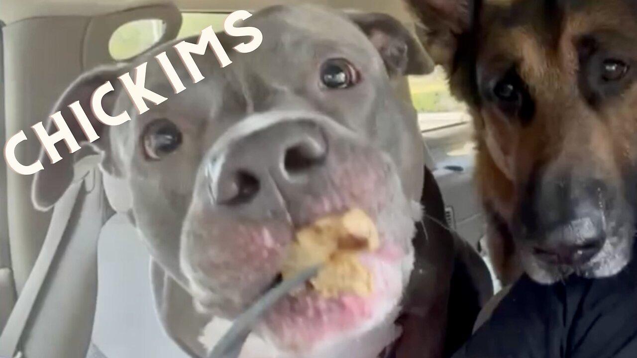 Dogs eating chicken nuggets in car. Cute and One News Page VIDEO