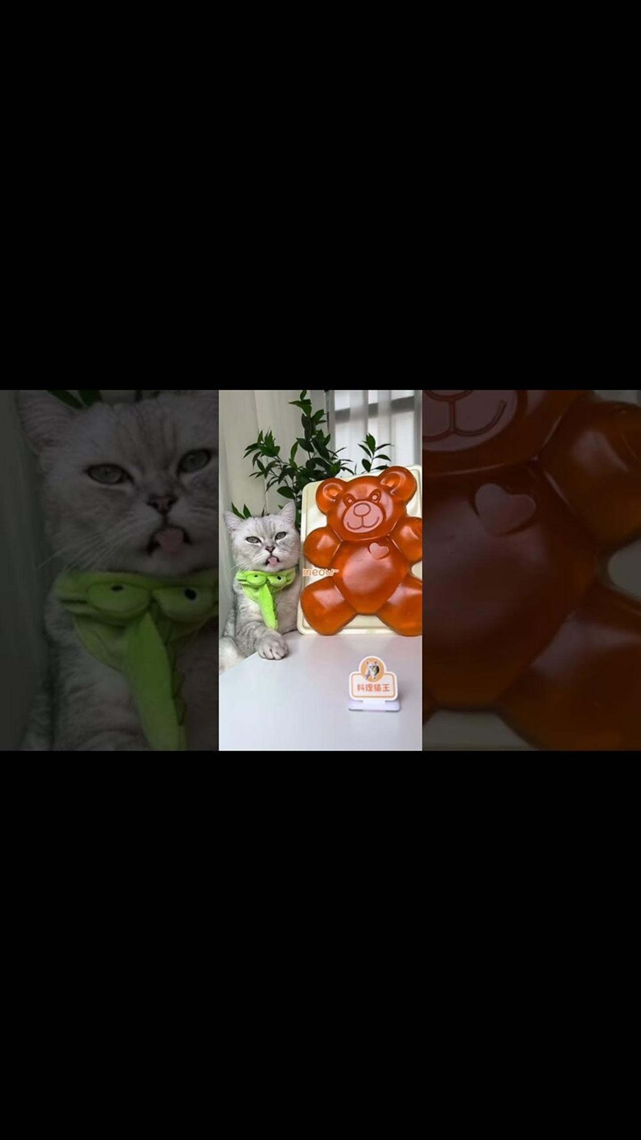 Cat ChangAn Makes the World's LARGEST Gummy Bear ！| Homemade Candy | Cute Cat TikToks #Shorts