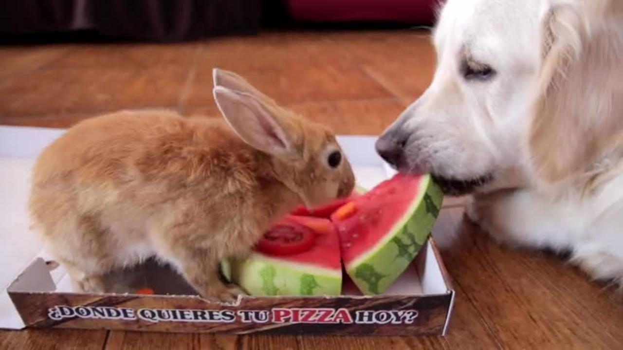 Funny Dog and Cute Rabbit Eat Pizza [WITH FUNNY One News Page VIDEO