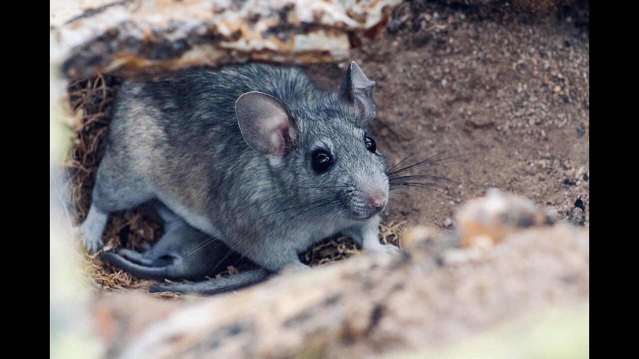 5 Fun Facts About The Dusky Footed Woodrat - One News Page VIDEO