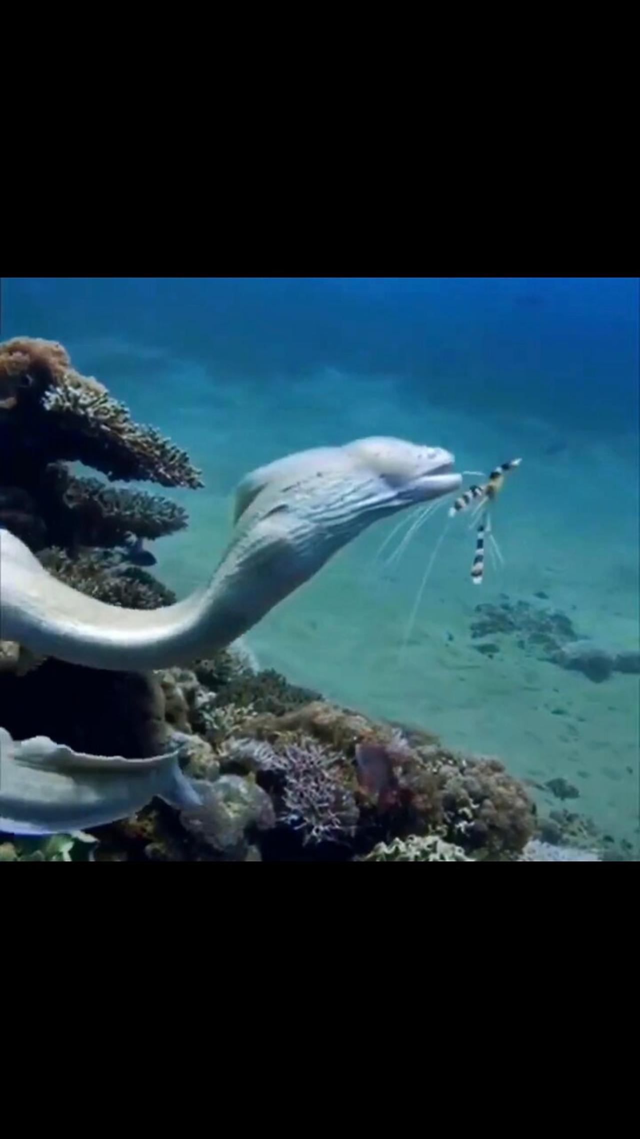 Beautiful moray eel