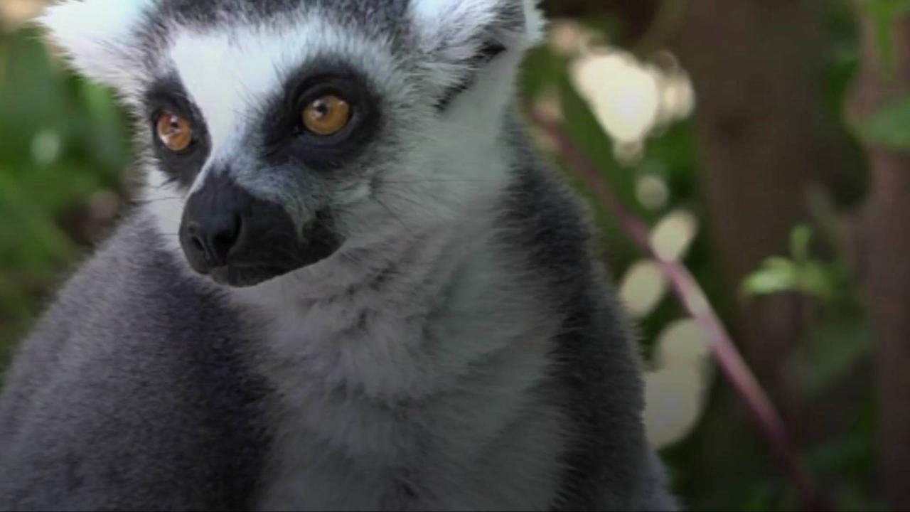 Study Warns 'Extinction Wave' Imminent in Madagascar