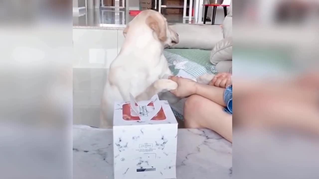 y2meta.cyou Dog Reaction to Cutting Cake One News Page VIDEO