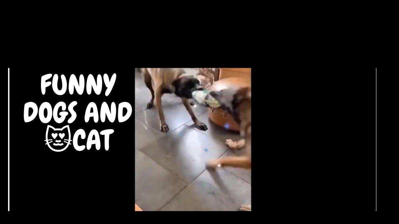 FUNNY🐶 DOGS AND 😻CAT