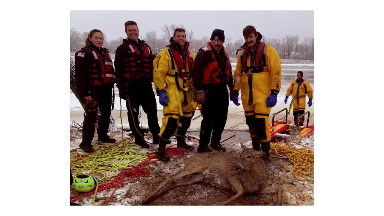 Deer rescued after falling through ice of frozen river