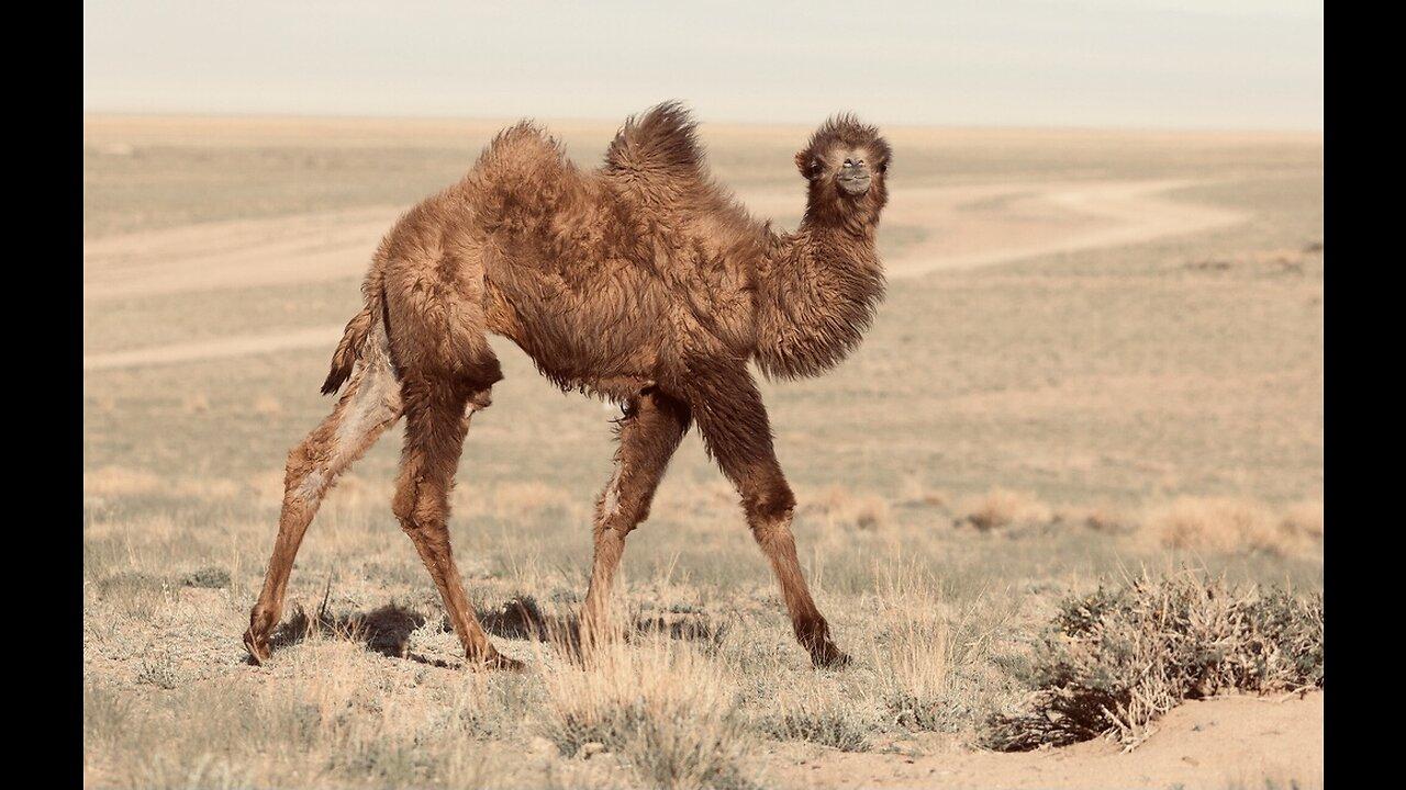 5 Fun Facts About The Bactrian Camel - One News Page VIDEO