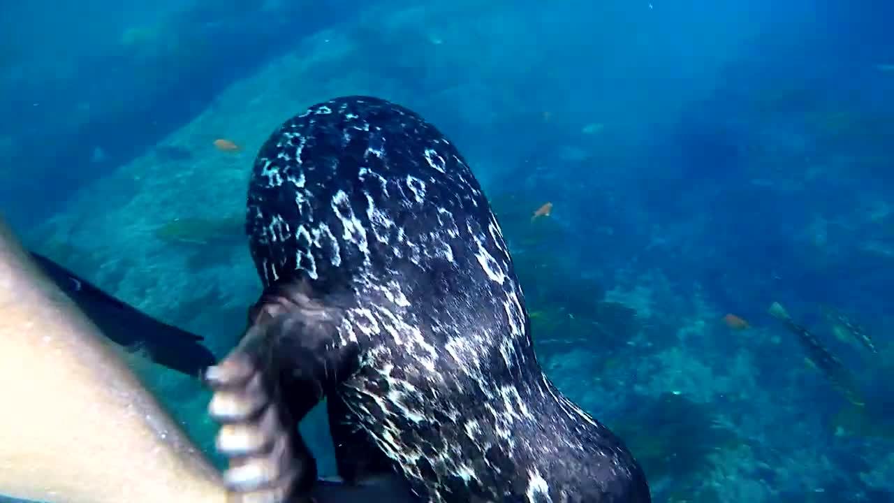 Harbor Seal Hugs & Scratches My Leg