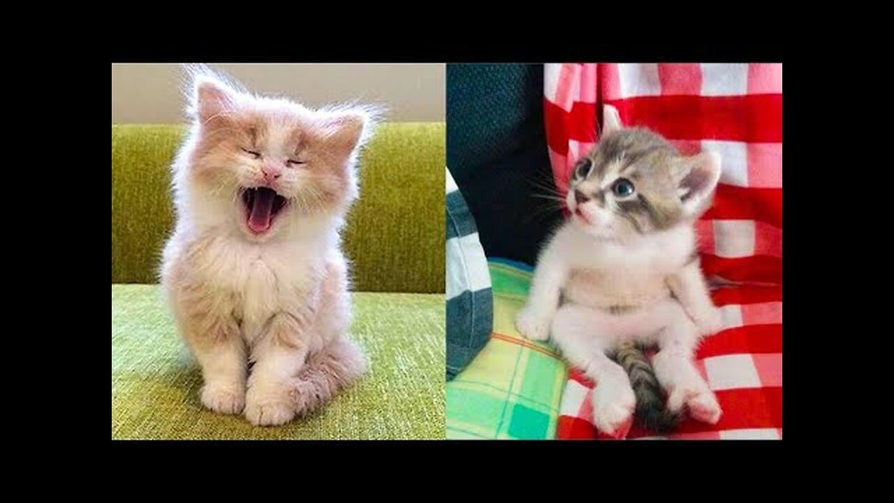 Baby Cats: A Collection of Cute and Funny Cat Videos