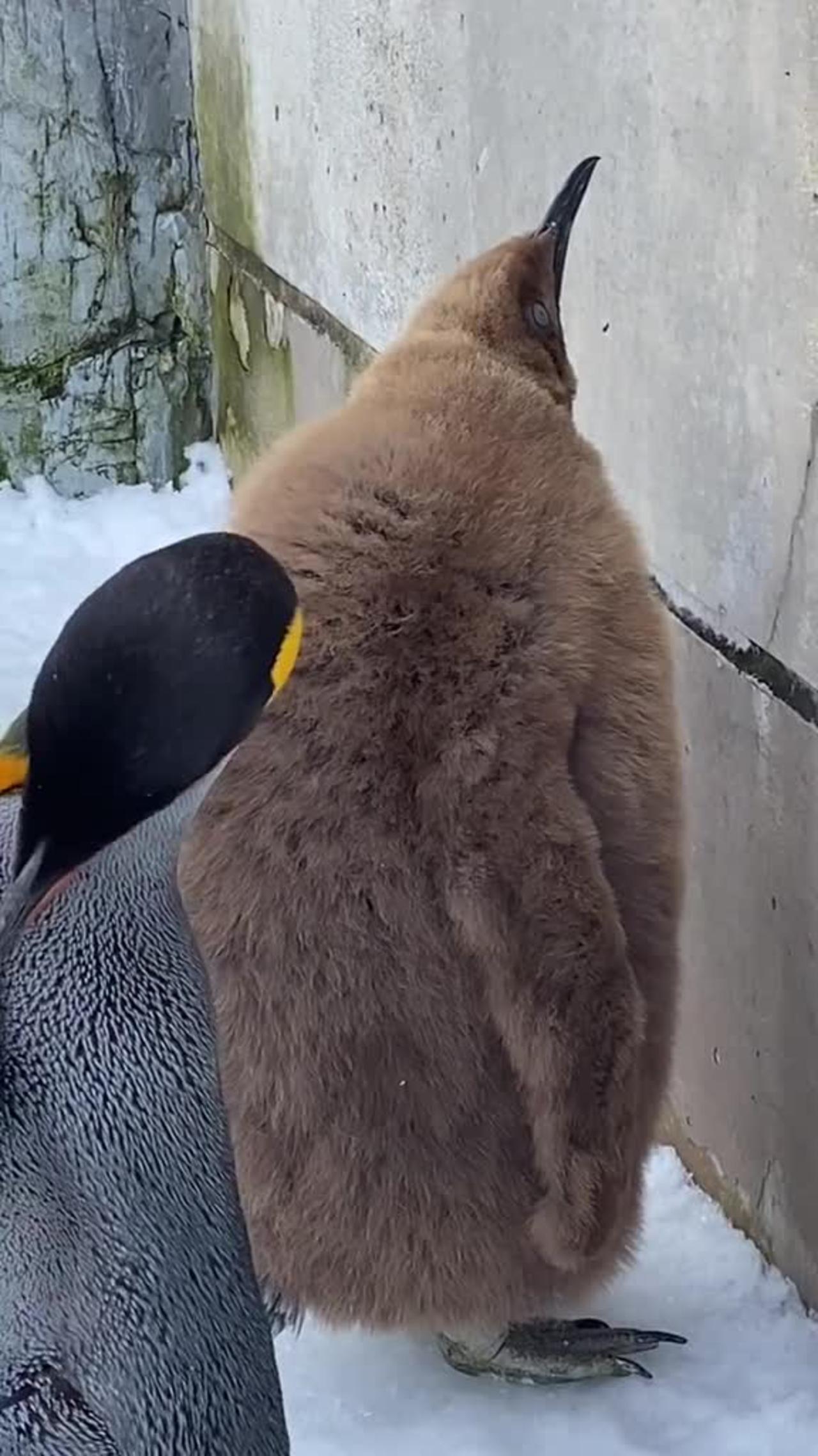 Im the biggest bird one news page video