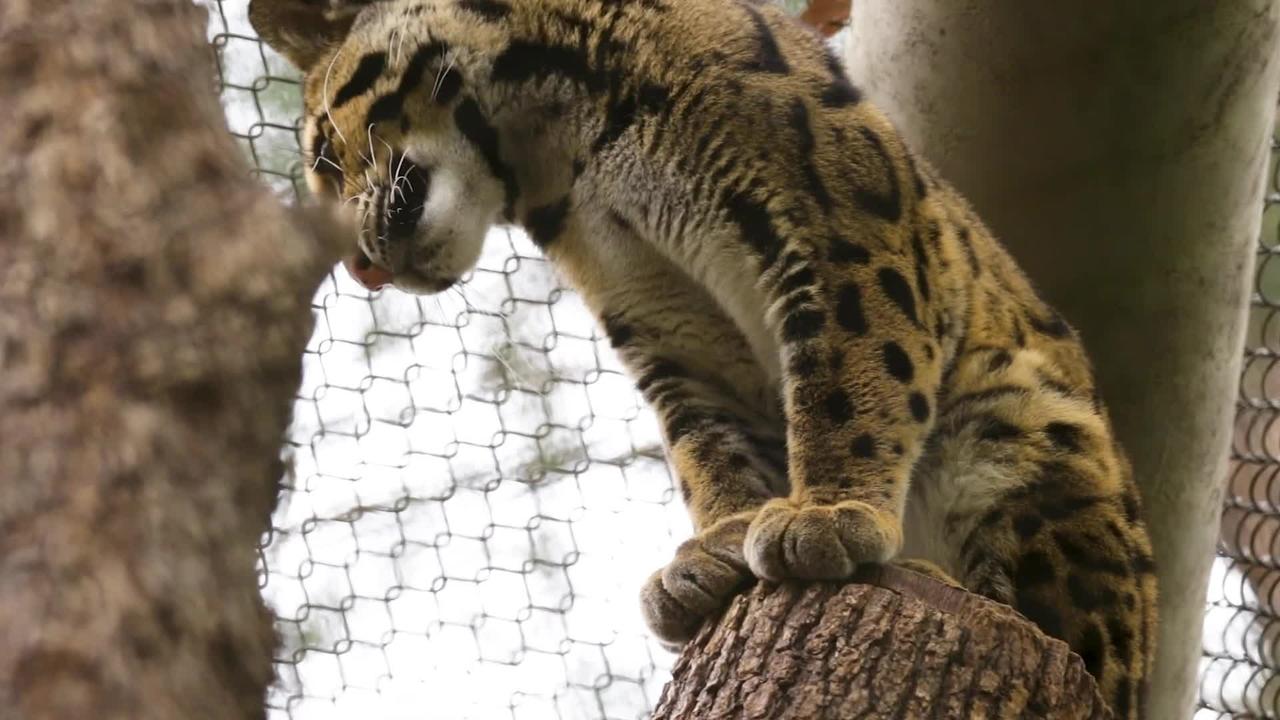 Leopard missing from Dallas Zoo