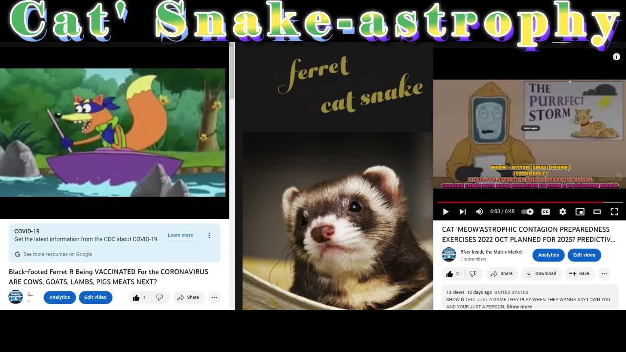 CAT 'SNAKE' ASTROPHY FERRETS INJECTED One News Page VIDEO