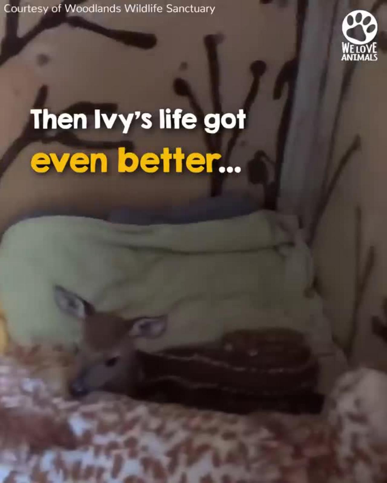 Orphaned Baby Deer Asks For Help Mp4 One News Page Video