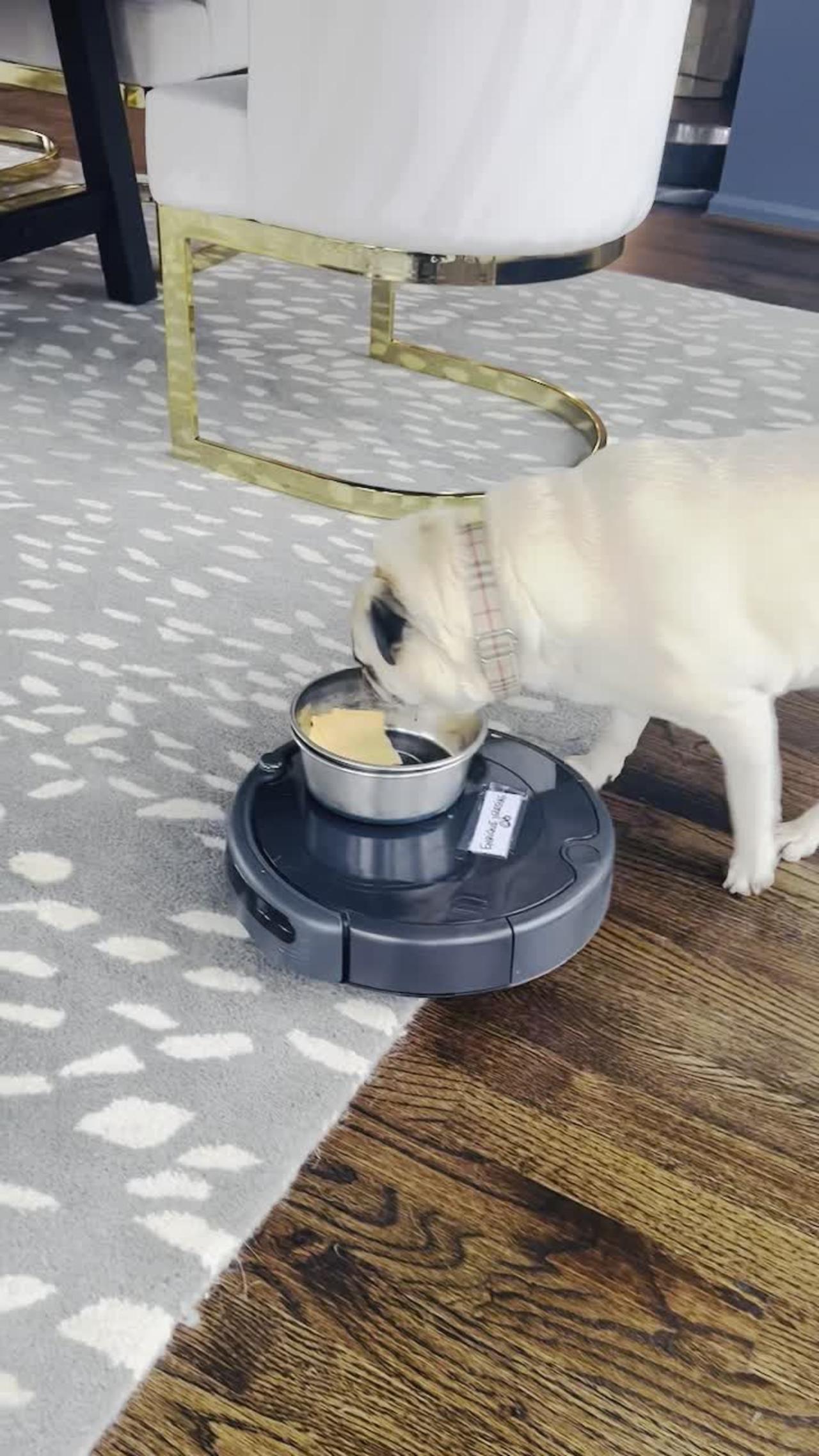 How to Train Your Dog to Not to Be Afraid of the Roomba