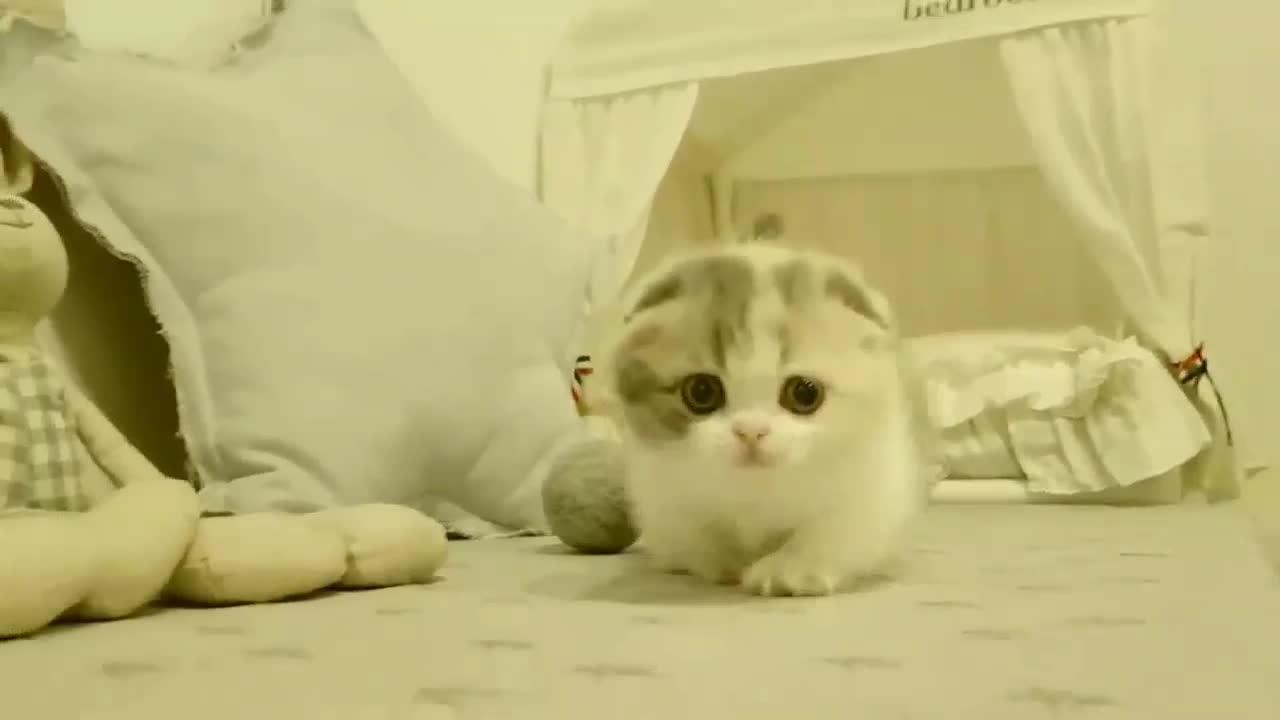 So Cute Baby Cat Cute Kitten video