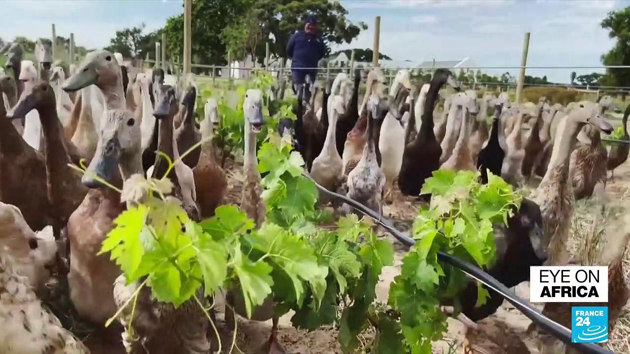 Ducks replace pesticides at South Africa vineyard