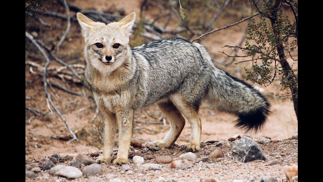 5 Fun Facts About The Pampas Fox