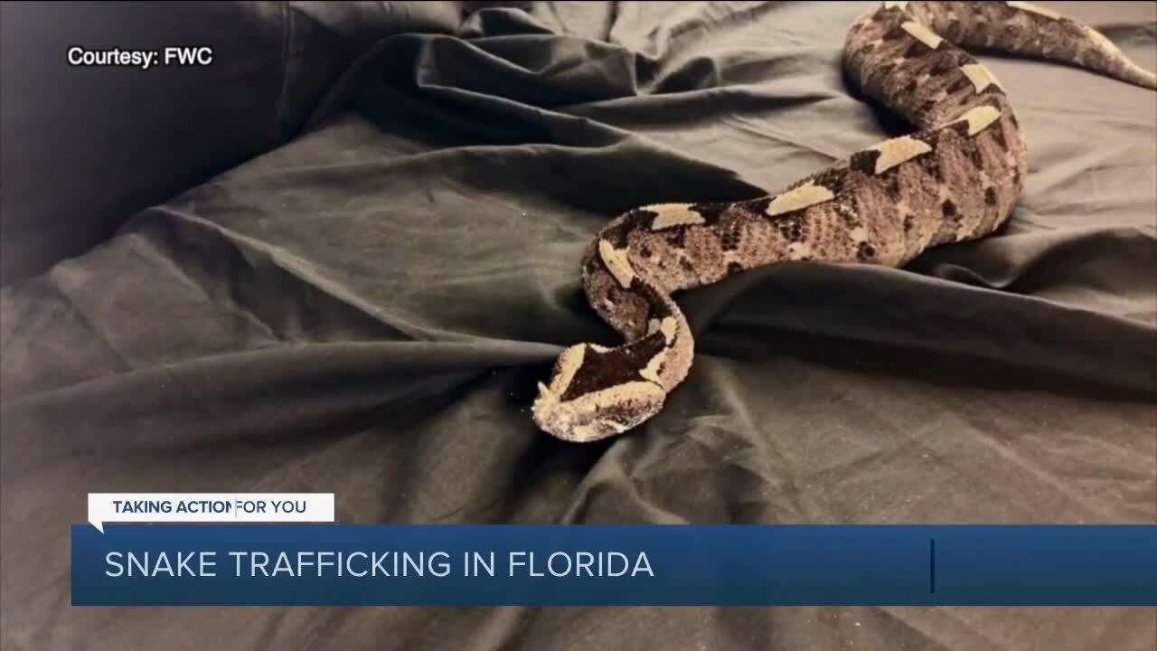 FWC investigation uncovers illegal trafficking of some of the world's most venomous snakes