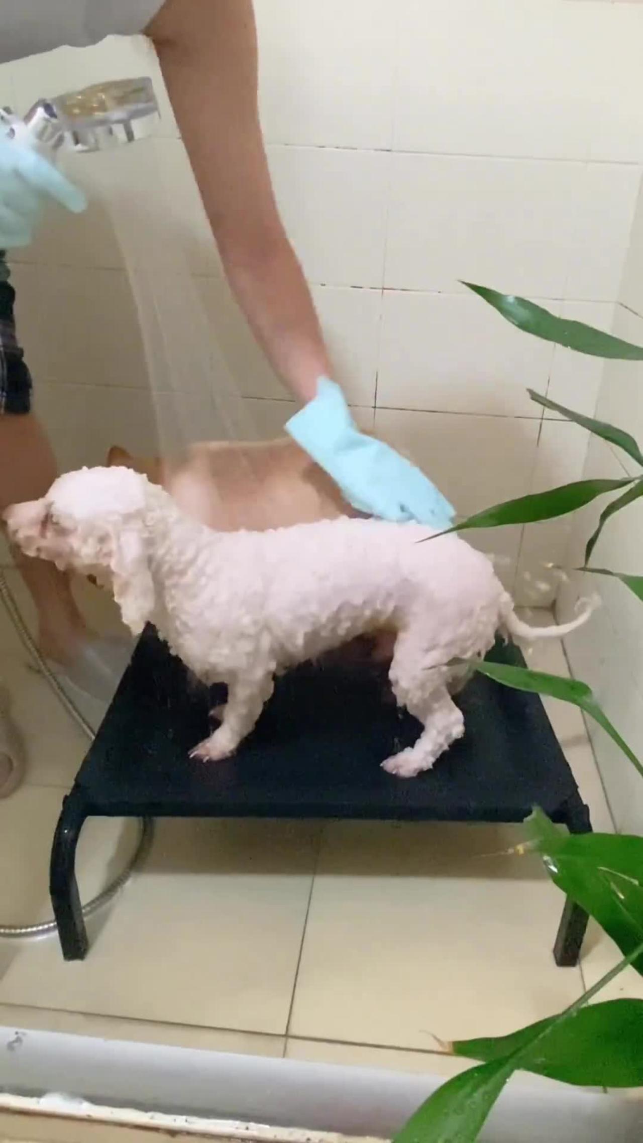 "Protecting your skin while washing your dog: Using gloves with detergent"