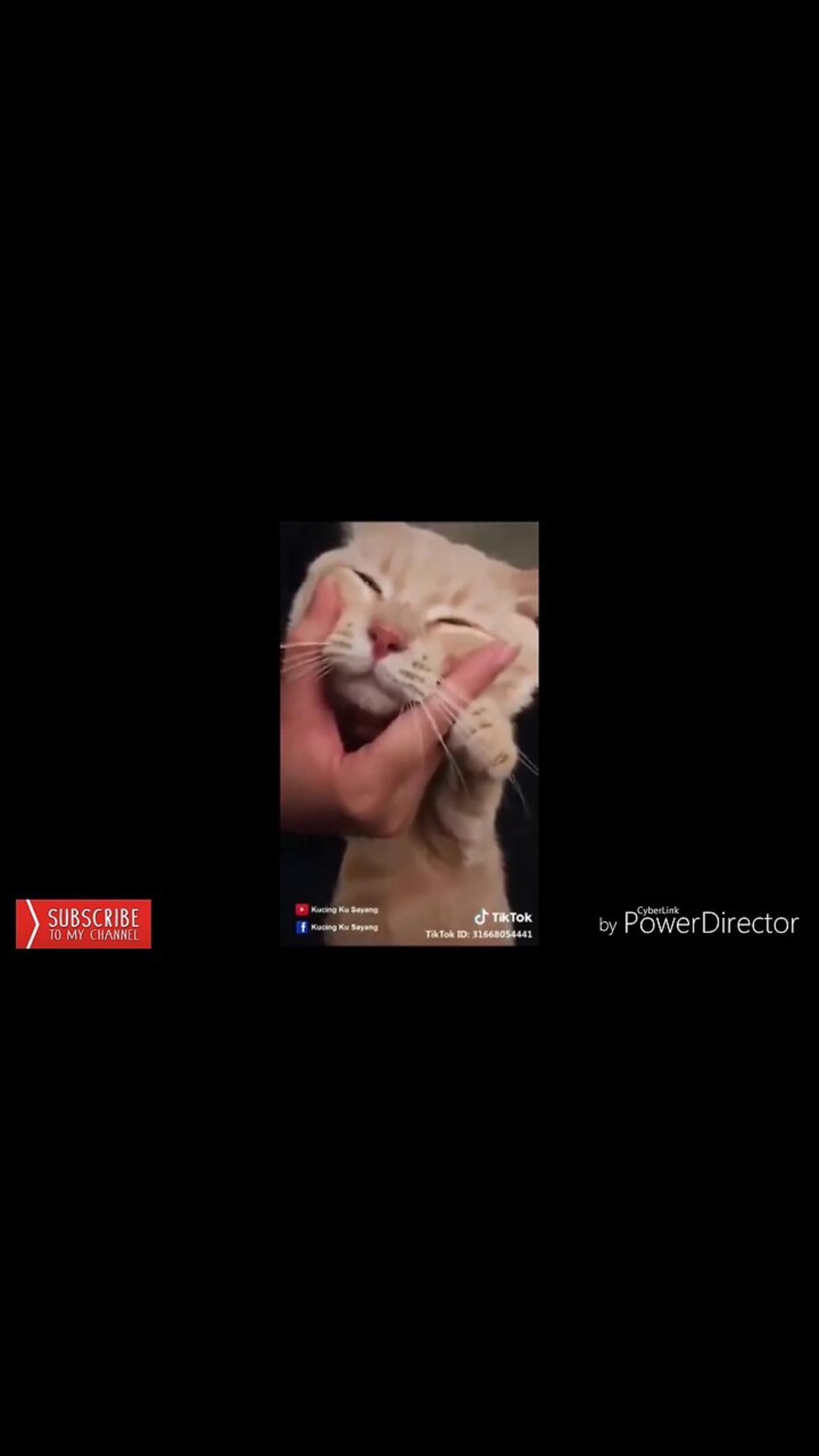 Best Funny Cat Videos | Funniest Cats | Funny Animal Videos | Best Services | #shorts #short
