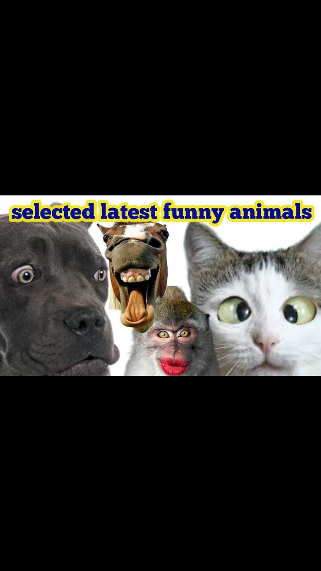 These Are Latest Selected Most Funny Animal One News Page VIDEO these-are-latest-selected-most-funny-animal-one-news-page-video