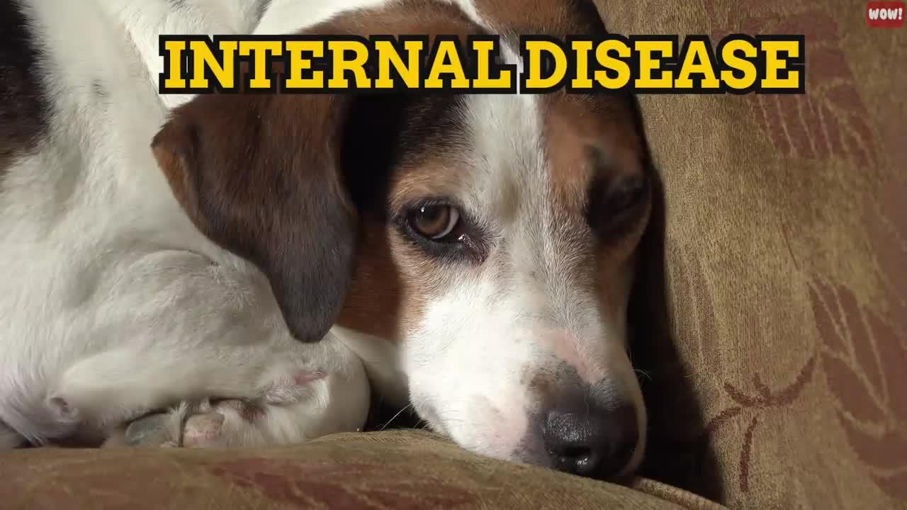 14 Critical Signs Your Dog Is Begging For Help - One News Page VIDEO