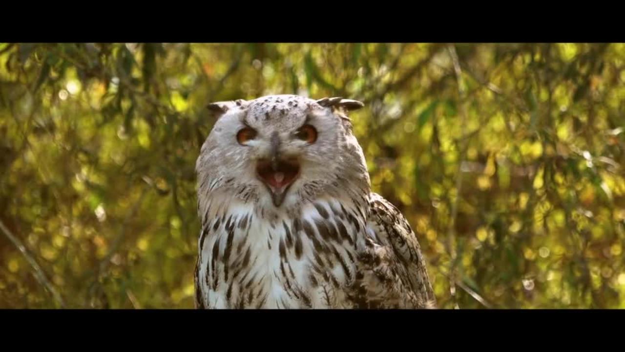 "The Majestic Beauty of Owls: A Close-Up Look"
