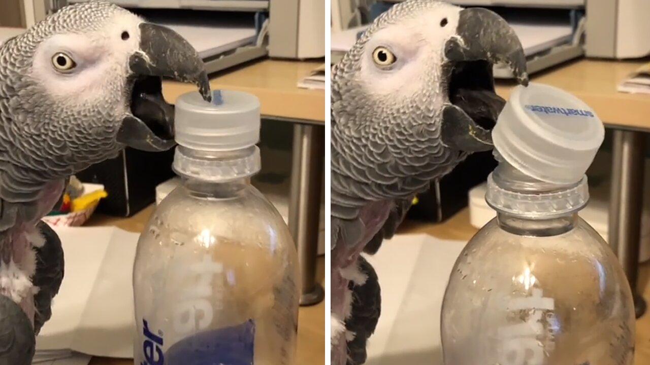 Parrot opens water bottle in very unique way One News Page VIDEO