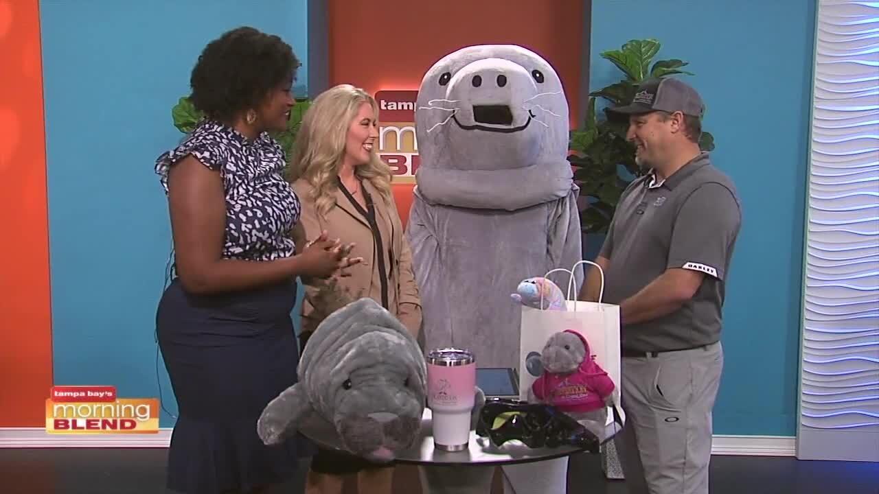 Snorkel with Manatees | Morning Blend