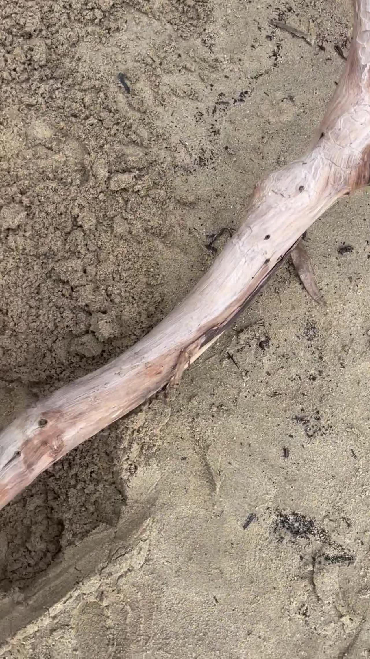 Rari the Staffy is Determined to Take Large Stick