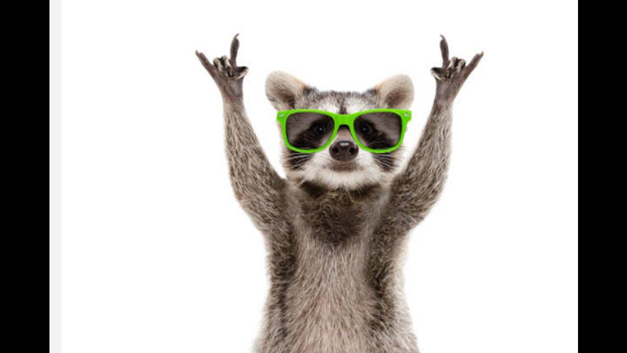 Best cute and funny animal videos one news page video