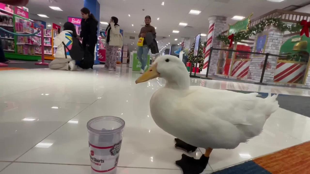 I took my duck to Toys R Us! (The Ultimate Keto Meal Plan Link in description)