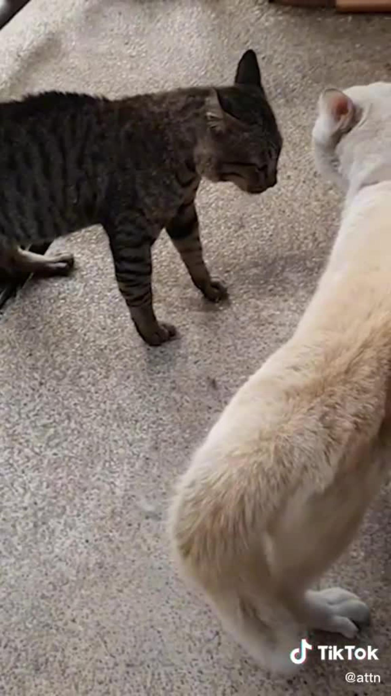 How to tell if a cat 😺 is playing or fighting One News Page VIDEO