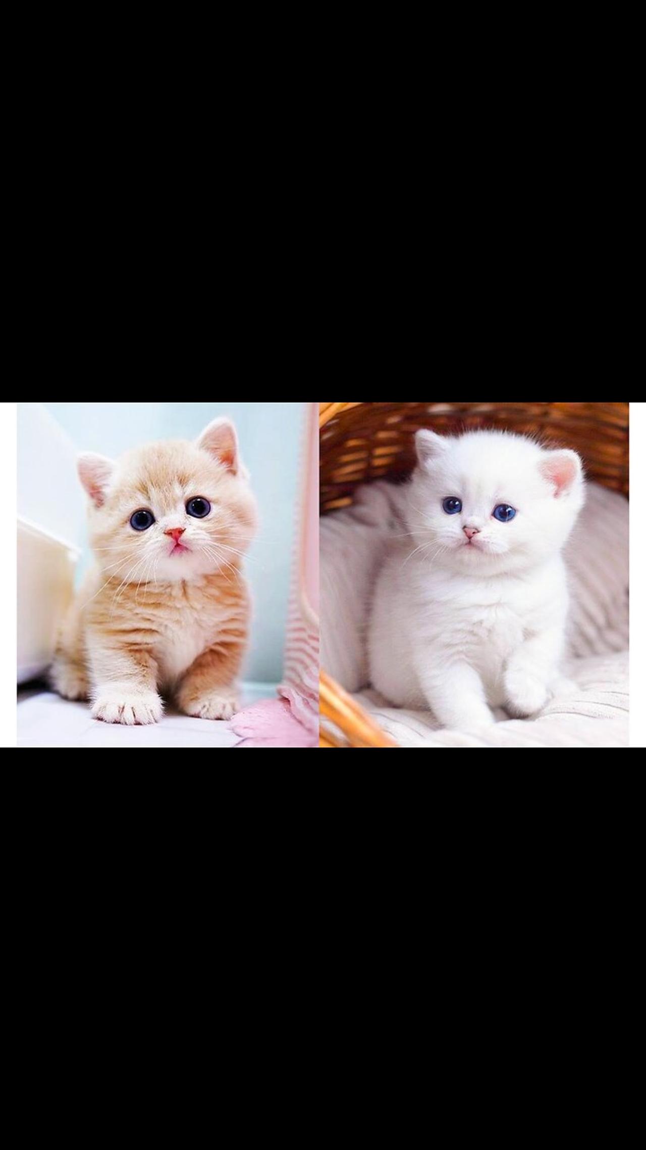 Cats Kittens Cute Funny Videos One News Page Video