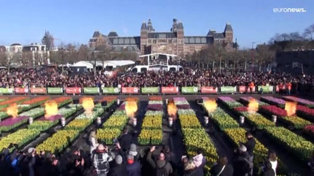 National Tulip Day makes for a colourful splash in Amsterdam
