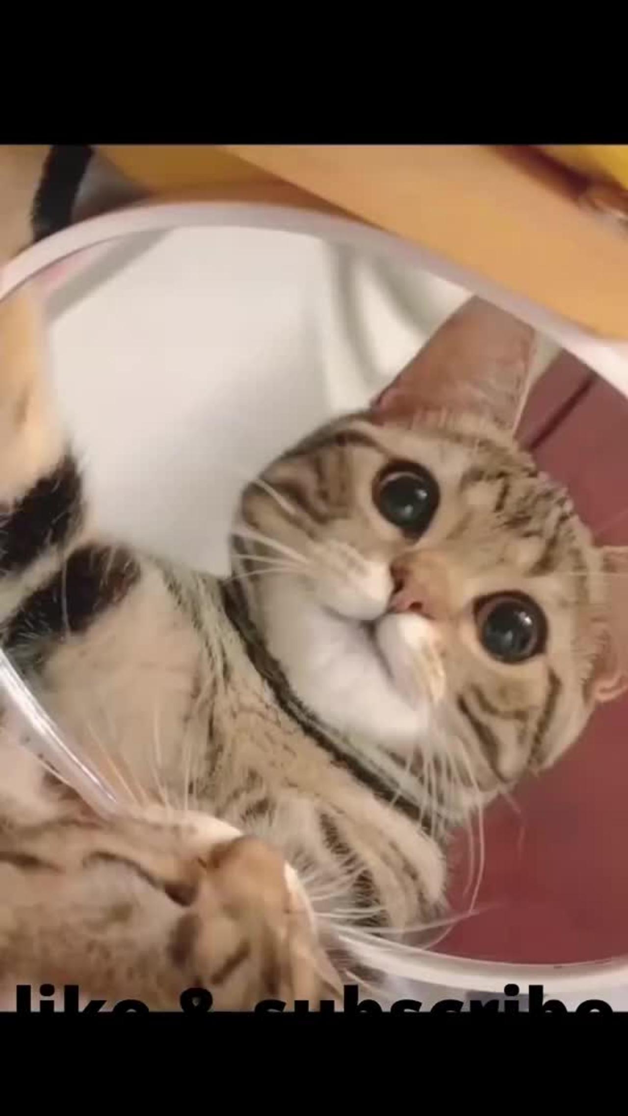Cute Cats Funny Cats: A Collection of Cat Videos