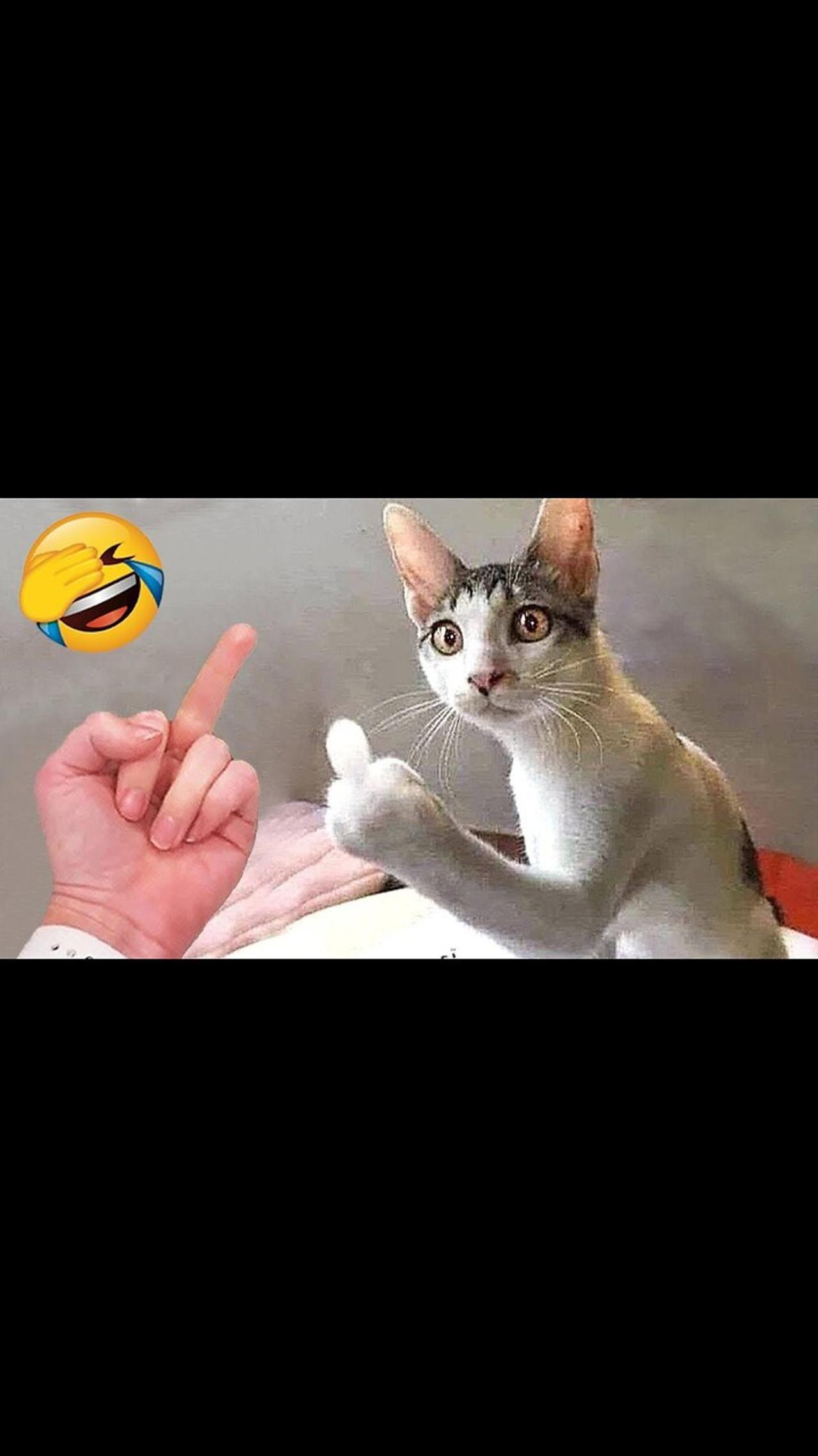 So Funny Cats Compilation 2023 One News Page Video