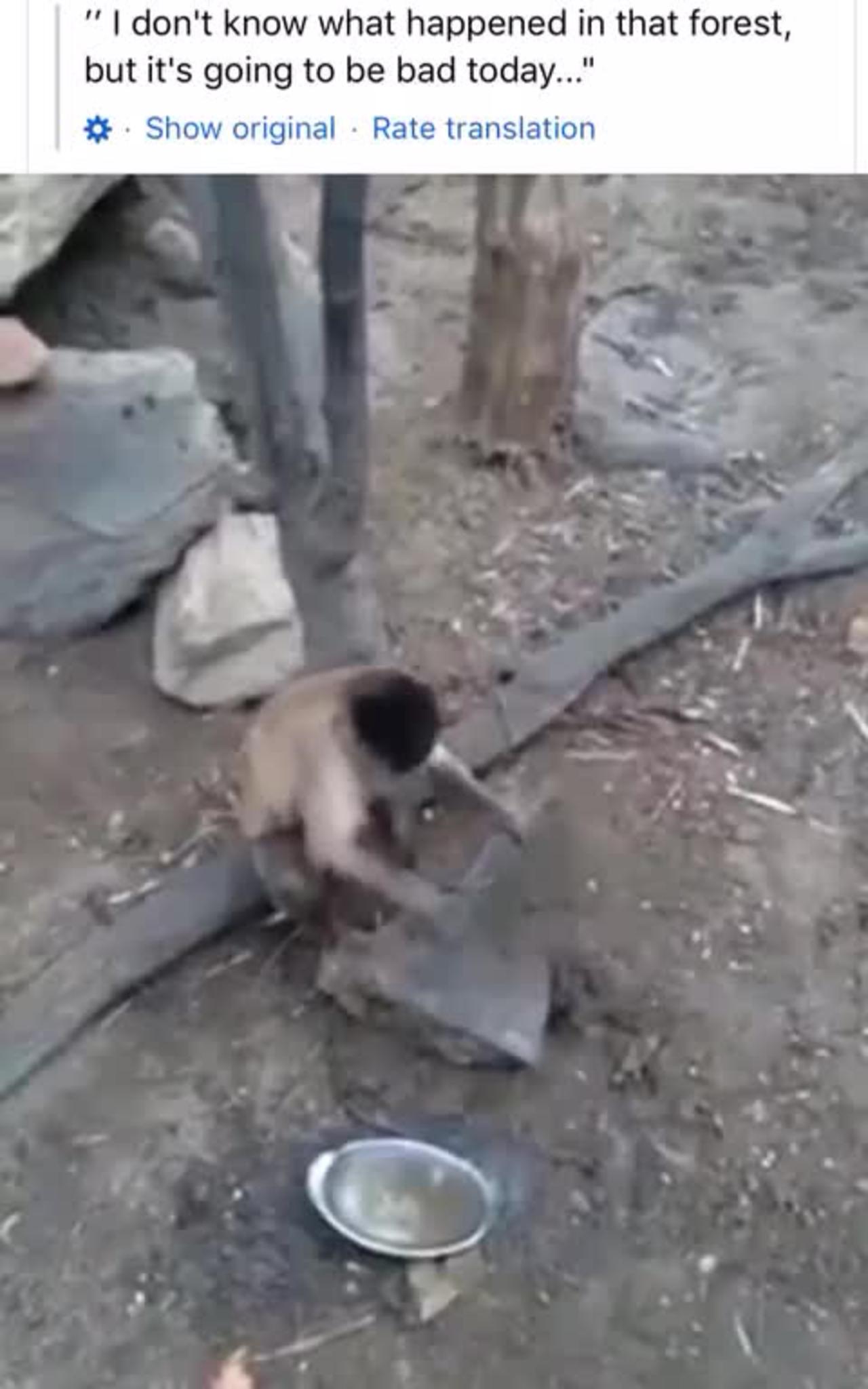The fight that happened in the animal kingdom One News Page VIDEO