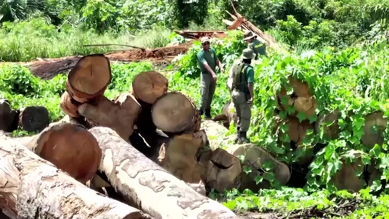 The agents on Brazil's illegal logging frontline