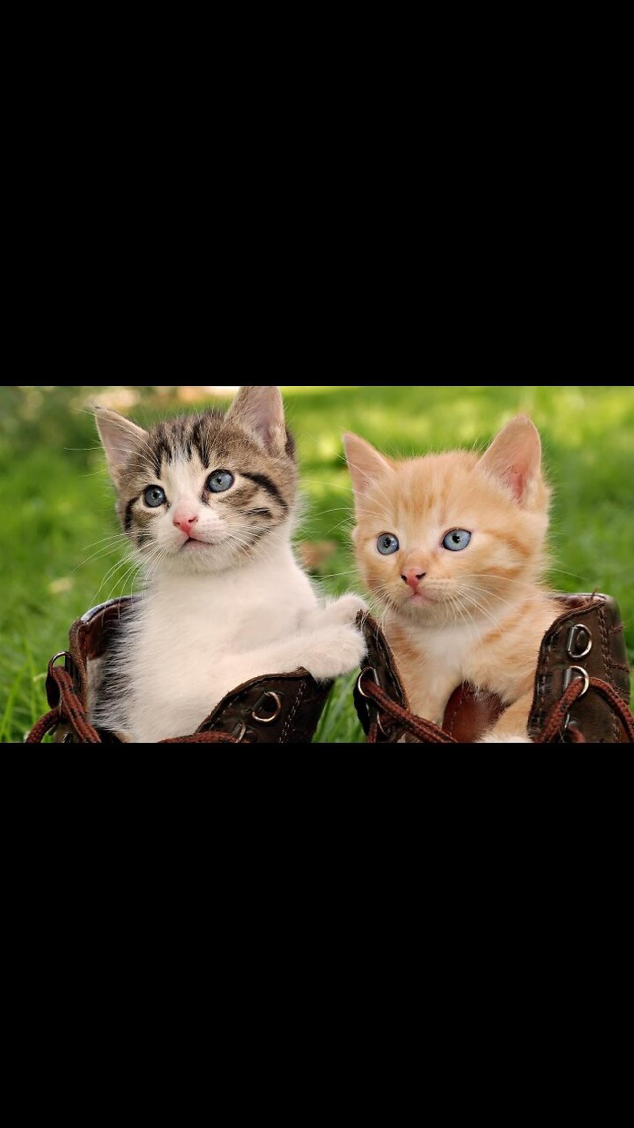 #shorts cat meme & kitten (tik tok video]💘 - funny cats meow