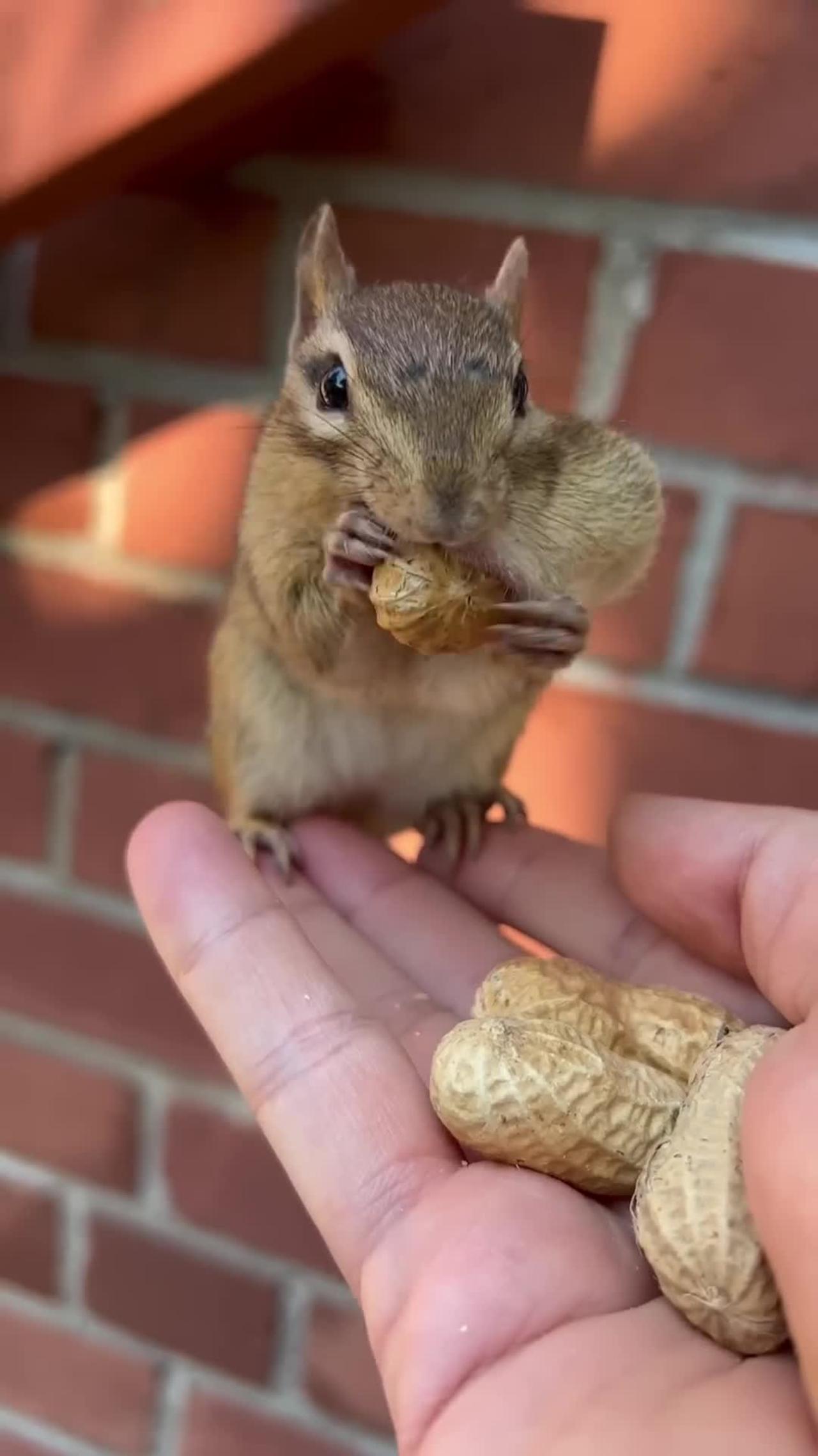 Little squirrel eating peanut 🥜 😋 😍