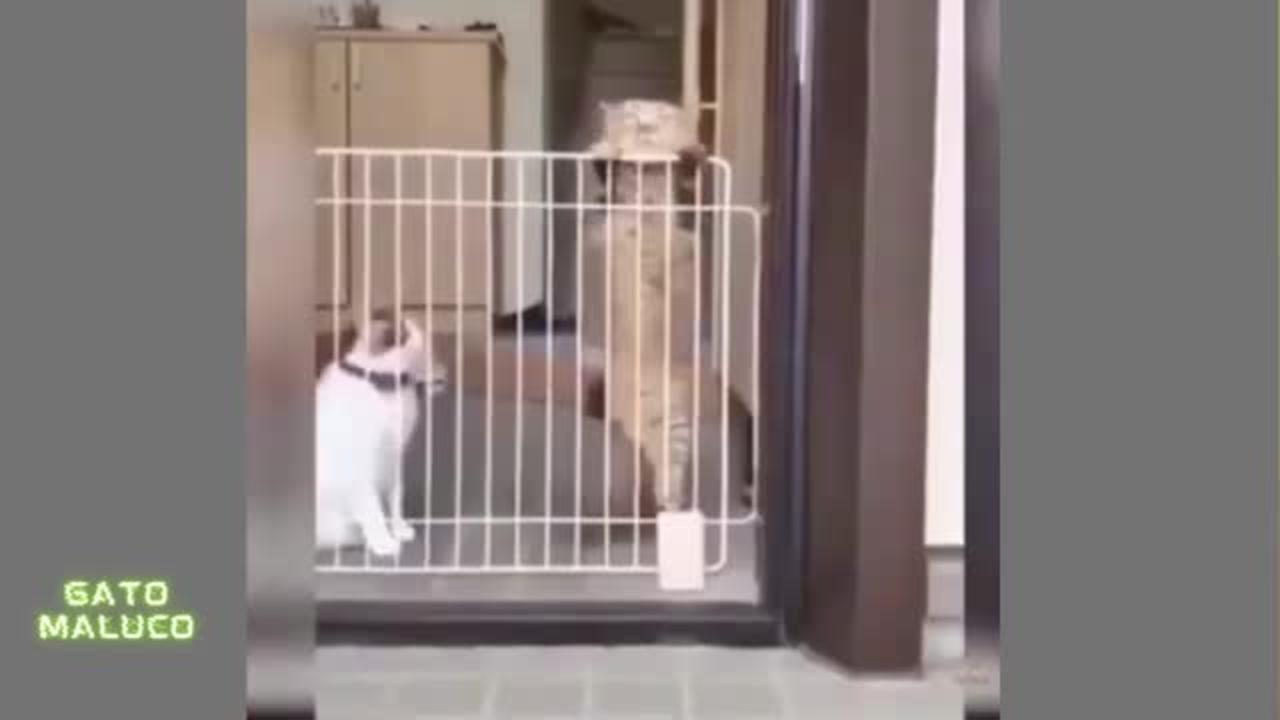 Crazy spoiled stutterers - funny cats