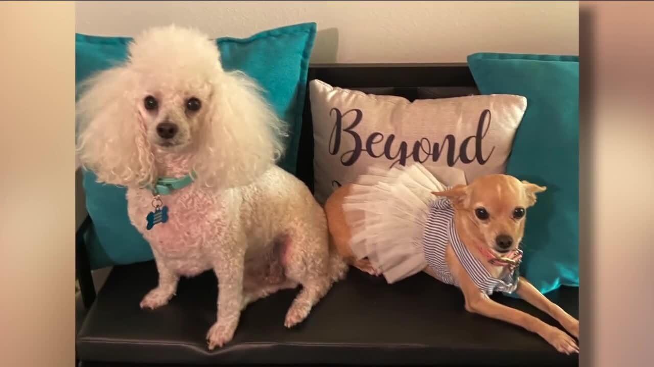 Tully's Tails: Meet Jasper and Skylee