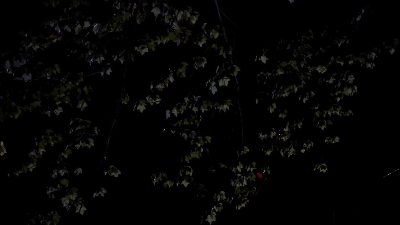 T D Jake Grain of a Mustard seed. One News Page VIDEO