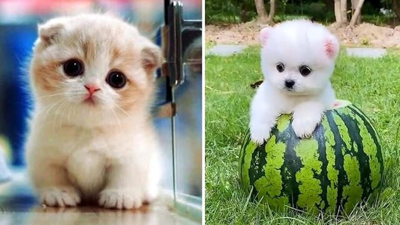 Top 10 Cute Animals In The World Part 3 One News Page VIDEO