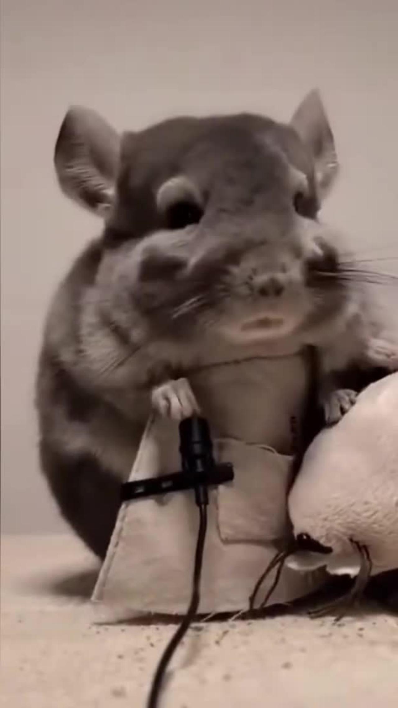 Rat play with dog. One News Page VIDEO