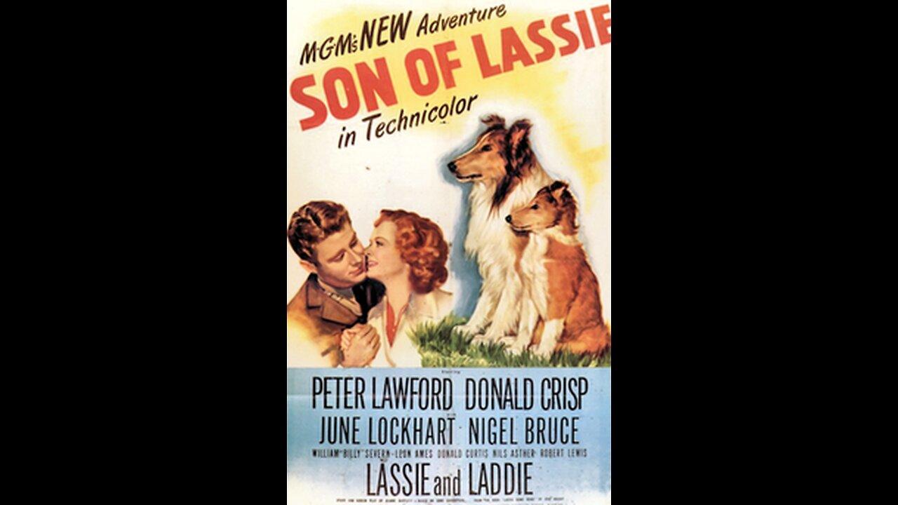 Son of Lassie ,,, 1945 American  film clip